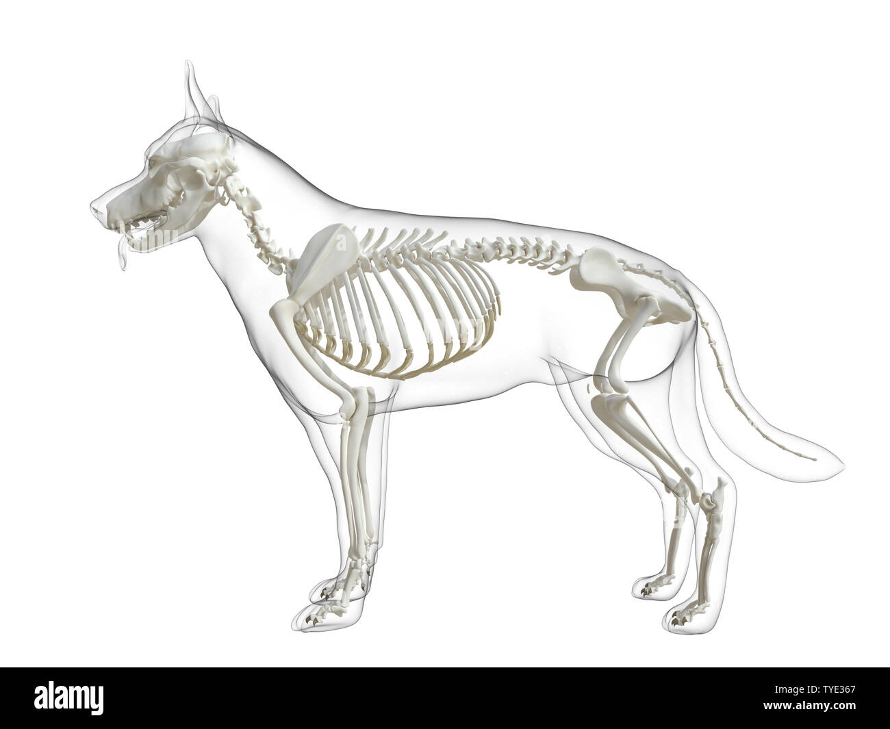 influenza He aprendido Robar a Esqueleto de perro Imágenes recortadas de stock - Alamy