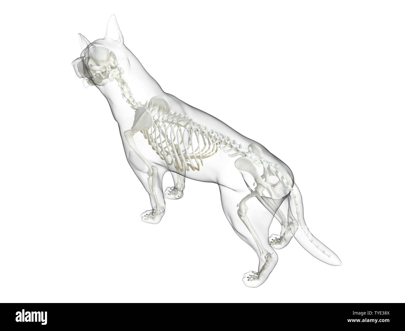 3D prestados ilustración médica precisa de un esqueleto de perro Foto de stock