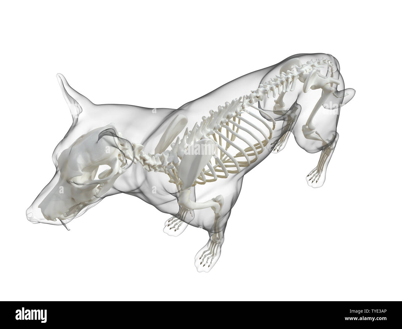 3D prestados ilustración médica precisa de un esqueleto de perro Foto de stock