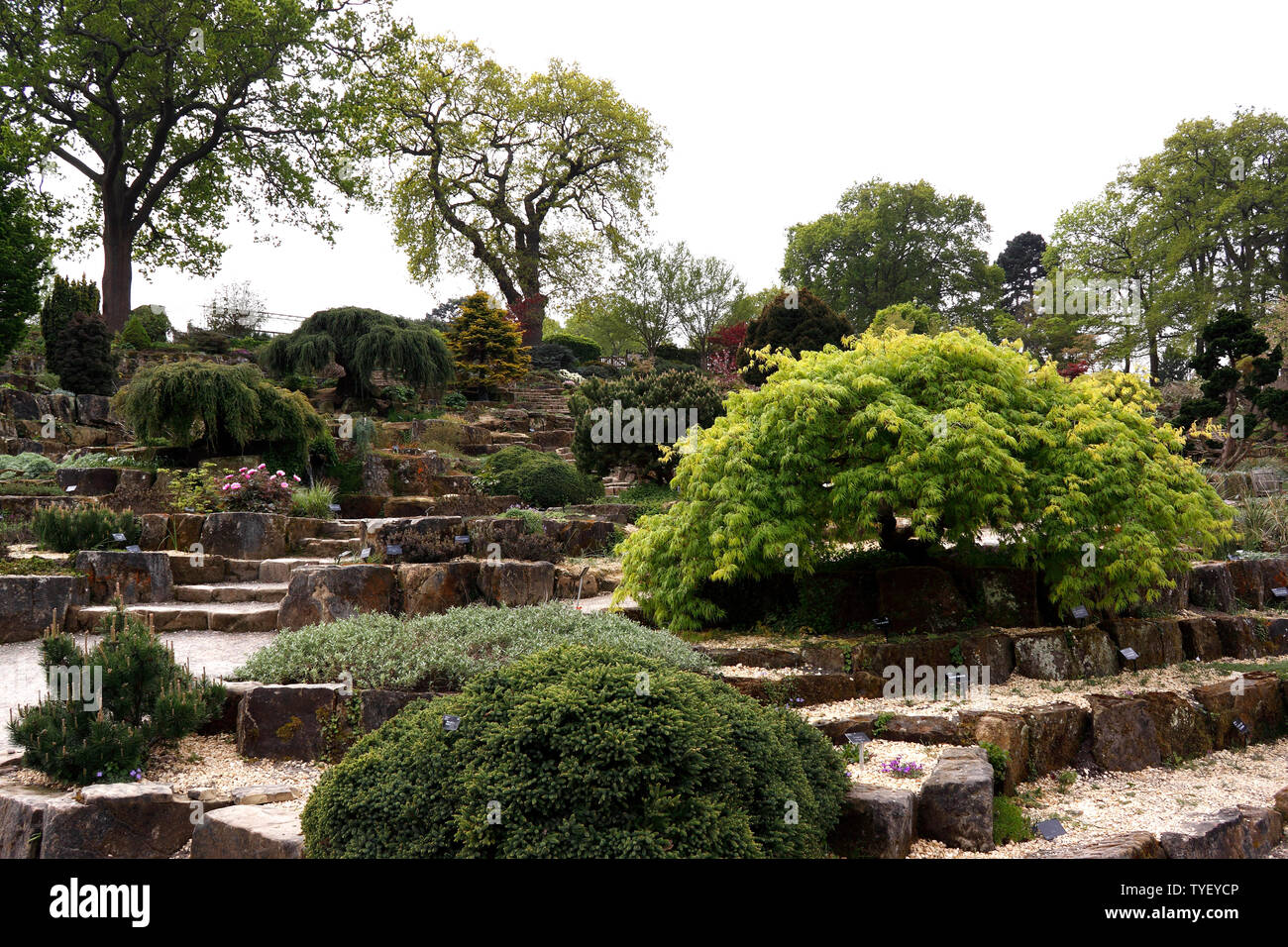 La terrazas jardín de rocas en el RHS WISLEY EN PRIMAVERA Foto de stock