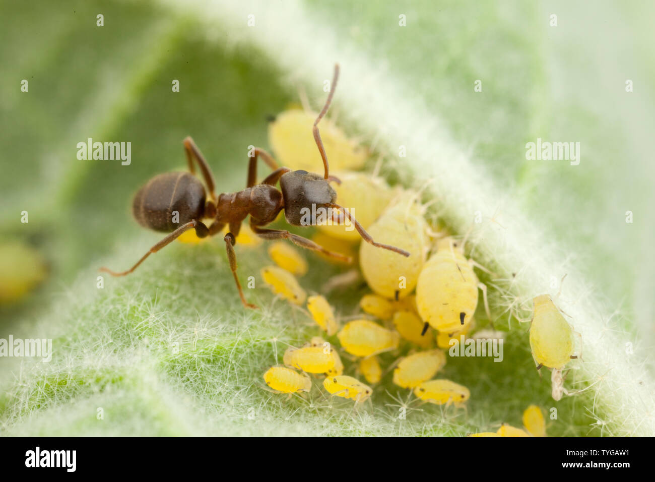 en la parte inferior de un plomo una hormiga negra se alimenta del rocío de miel excretado de un áfido Foto de stock