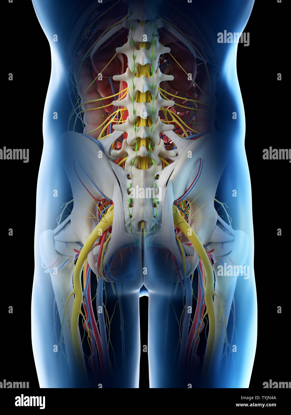 Ilustración 3D prestados de una mans anatomía de la pelvis Foto de stock