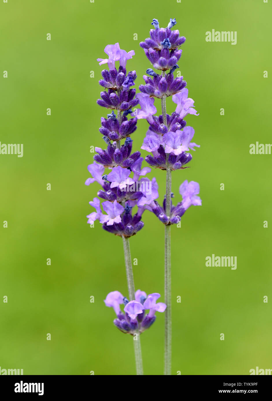 Lavendel, Lavendula angustifolia, Foto de stock