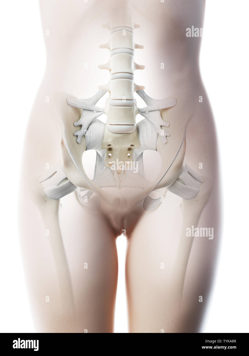 Ilustración 3D prestados de un esqueleto femenino pelvis Foto de stock