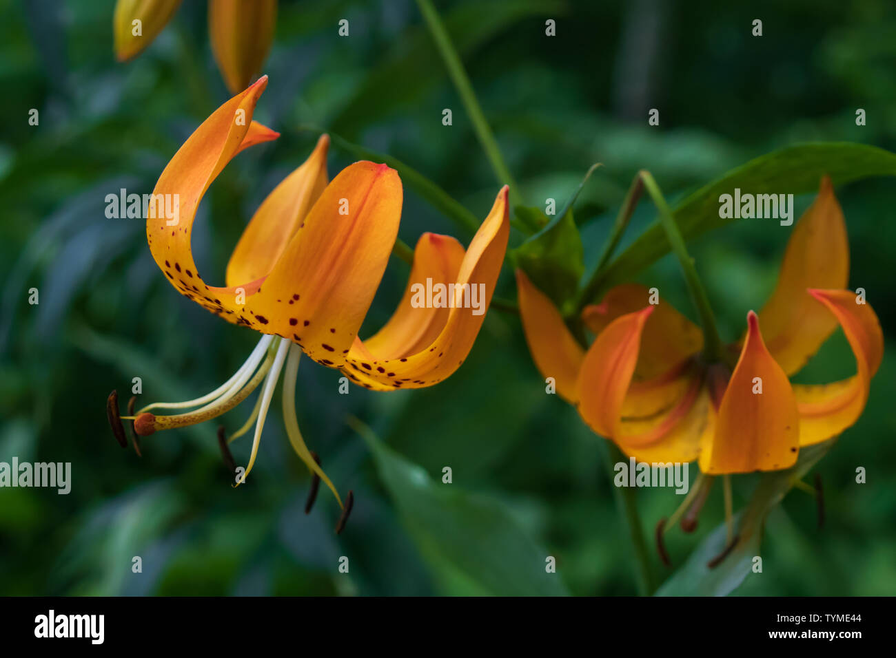 Turk's Cap Lily close-up Foto de stock