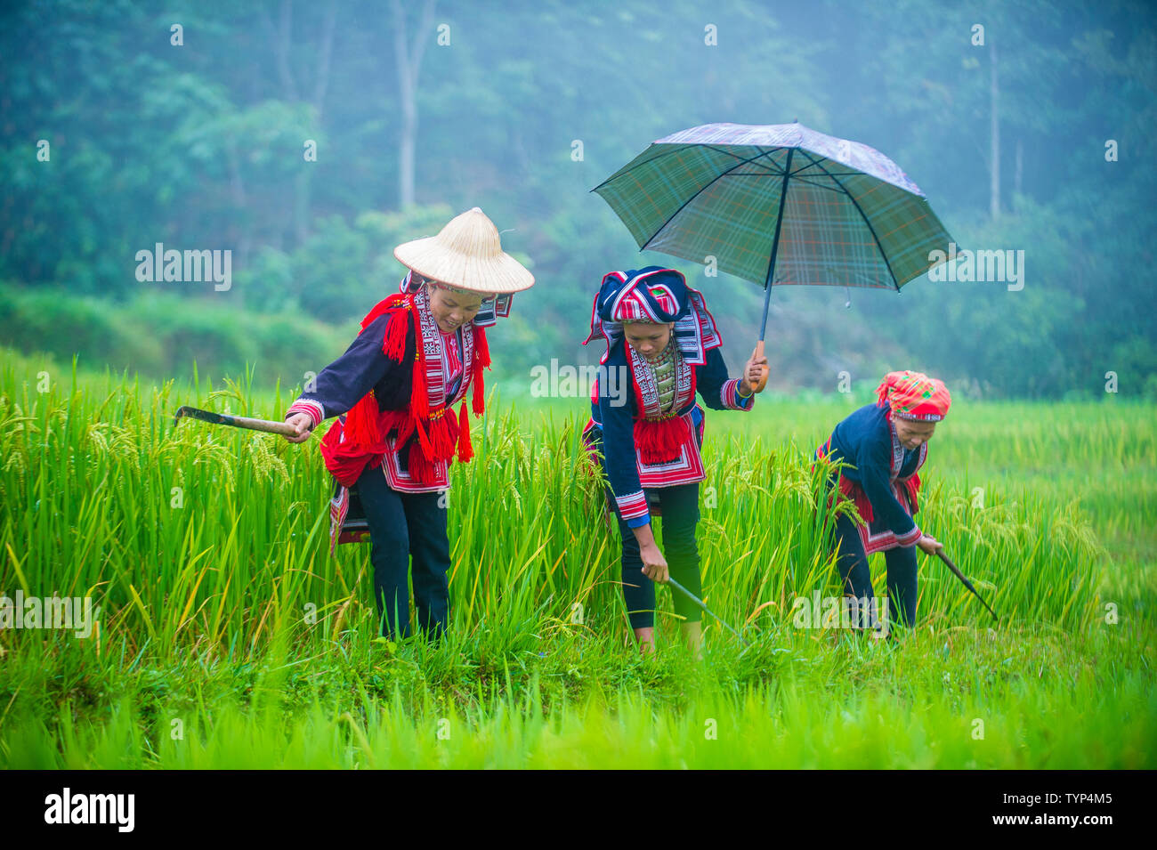 Las mujeres de la minoría dao rojo en una aldea cerca de Ha Giang en Vietnam Foto de stock