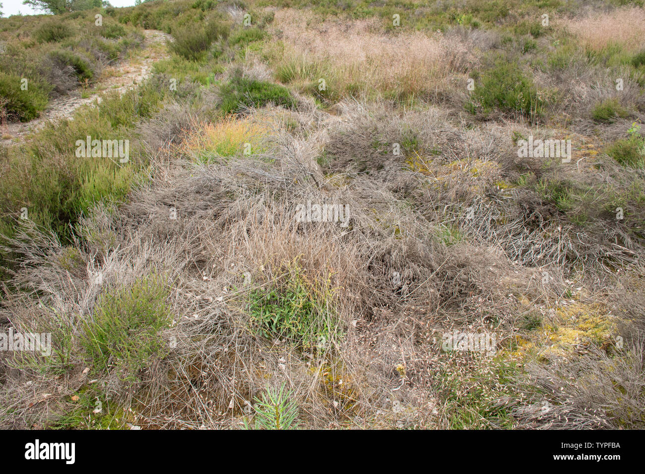 Landa Hankley común, un área en Surrey, Reino Unido, mostrando heather die-back debido a la sequedad del caluroso verano de 2018 Foto de stock