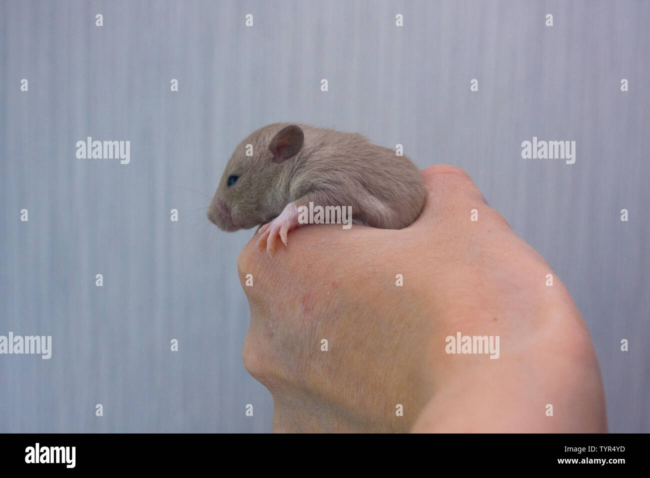 La RAT se asienta en las manos. Un hombre sostiene un pequeño ratón. Foto de stock