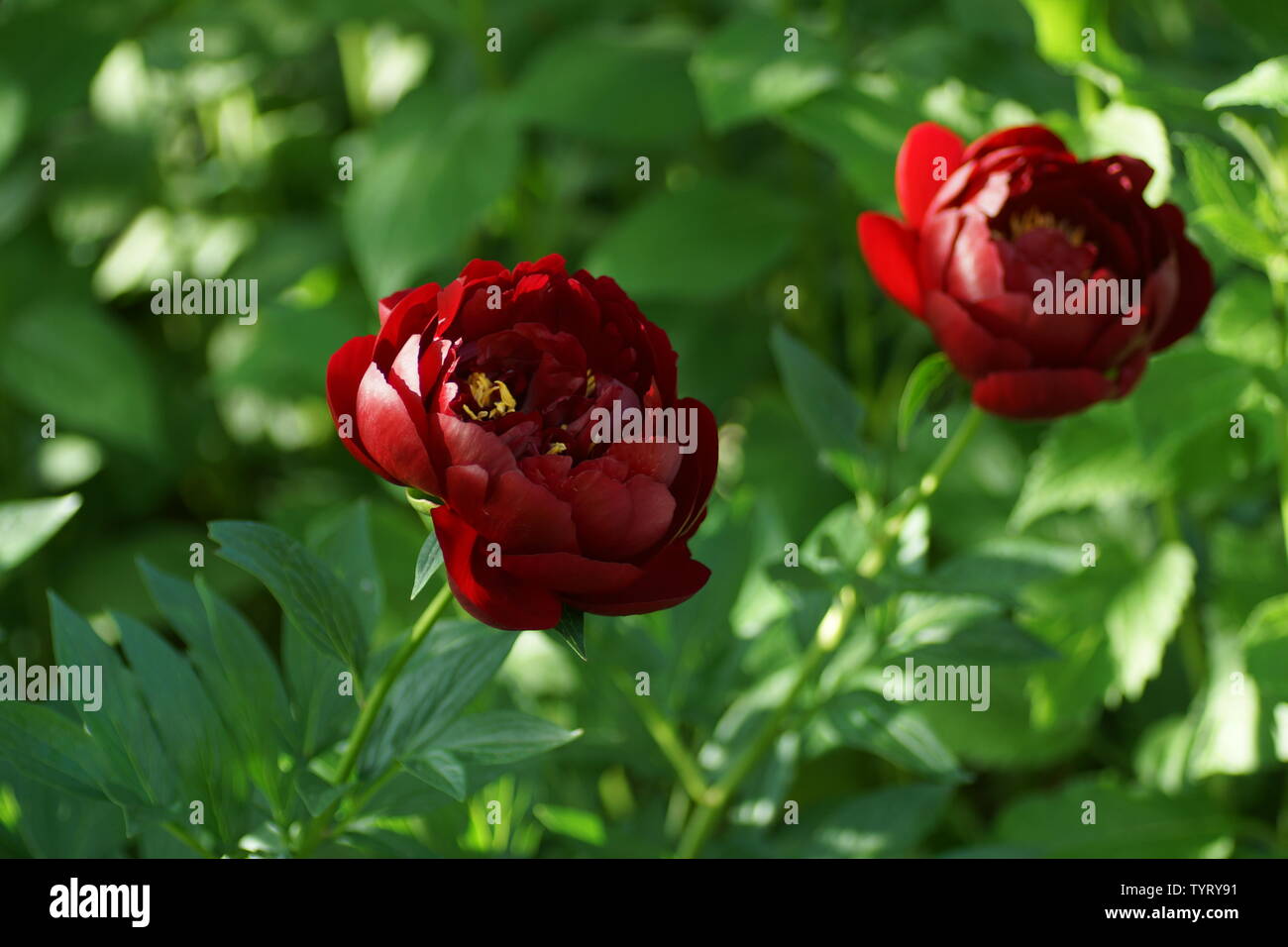 Flor De Peão De Peão No Jardim No Verão Imagem de Stock - Imagem de peônia,  sazonal: 218593939