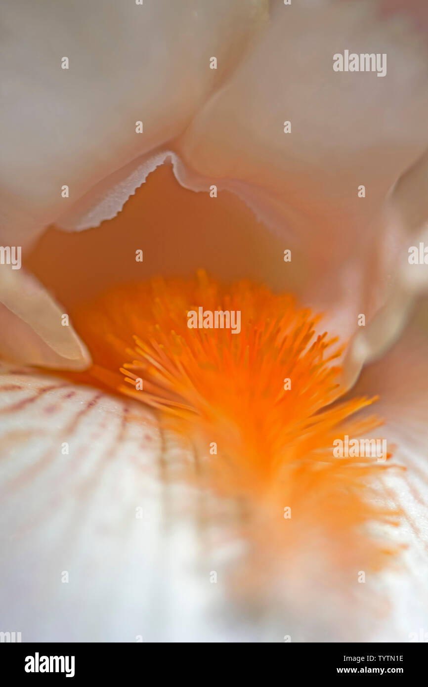 Macro extremo acercamiento de un lirio, flor de naranja y el estambre Foto de stock