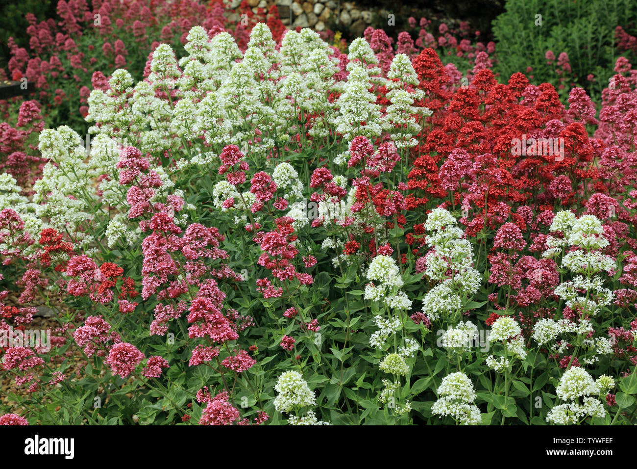 Centranthus ruber, rojo, rosado, variedades blancas Foto de stock