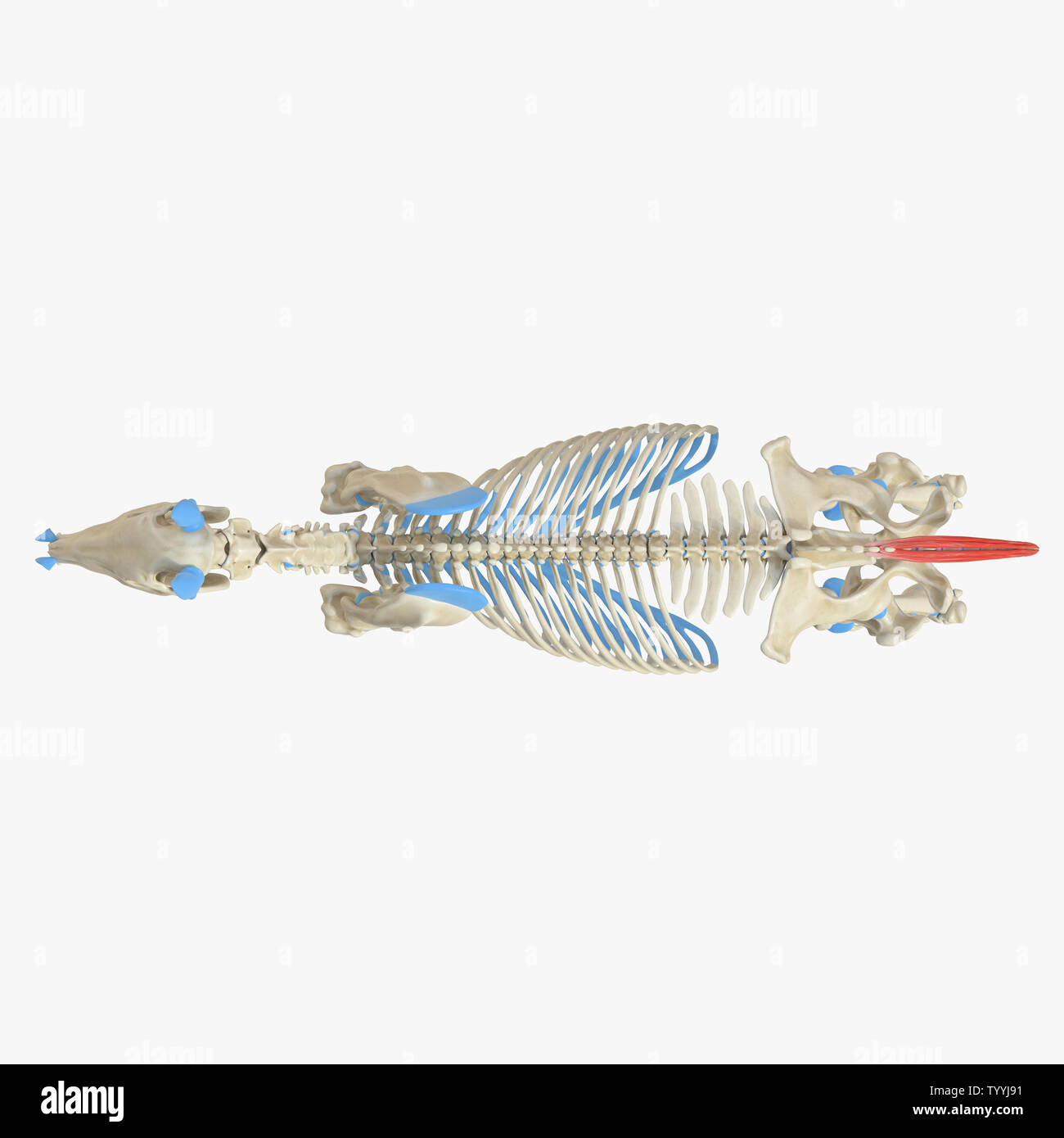 3D prestados ilustración médica precisa de la anatomía del músculo equino - Caudal músculo Foto de stock