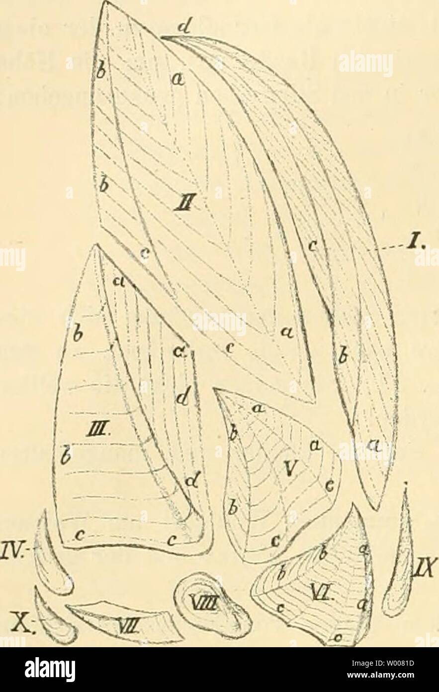 Imagen de archivo de la página 13 de morir crustaceen der bhmischen kreideformation. Die crustaceen der bhmischen kreideformation diecrustaceender00fria Año: 1887 Familie Lepadidae. Die Länge betrilat 35 mm, die grösste Breite (mit der Zurechuimg fehleuden Randreihe) 25 mm. Die Cariualreihe des enthält die Mittelreihe Stiels 21 20 " " " " " " Scutalreihe mueren 19 Schilder. Die Anwachsstreifen (taf. 1. Fig. 1 h-f.) zeigen wellige Biegung und sind zahlreicher als bei der kleineren Formulario. Man sieht daran, dass die Schil- der hinteren am Rande un Grösse zunahmen. Die Form der einzelnen Stielschilder ist Foto de stock