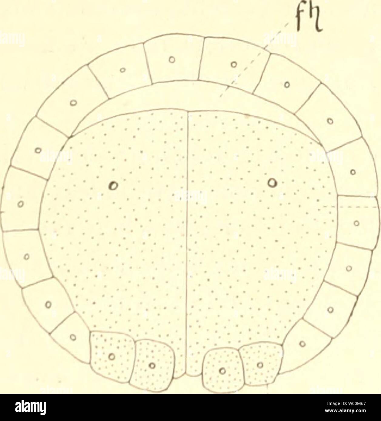 Imagen de archivo de la página 37 de morir Entwicklungsgeschichte der Scolopender (1901). Die Entwicklungsgeschichte der Scolopender dieentwicklungsg00heym Año: 1901 24 hombre von diesem Gesichtspunkt aus den bei dem sich noch vorfindenden genannten Myriopoden zweiten Akt der Differenzierung der beiden primÃ¤ren KeimblÃ¤me jor von einander, die circum- ire Sonderung, auffassen soll. Die ErklÃ¤rung scheint mir nahe zu liegen, denn auch bei der Gastrulation epiboler bekanntlich genau genommen Annelideneier sind zwei Phasen zu unterscheiden, die natÃ¼rlich unmittelbar miteinander zusammenhÃ¤ngen, einmal der Foto de stock