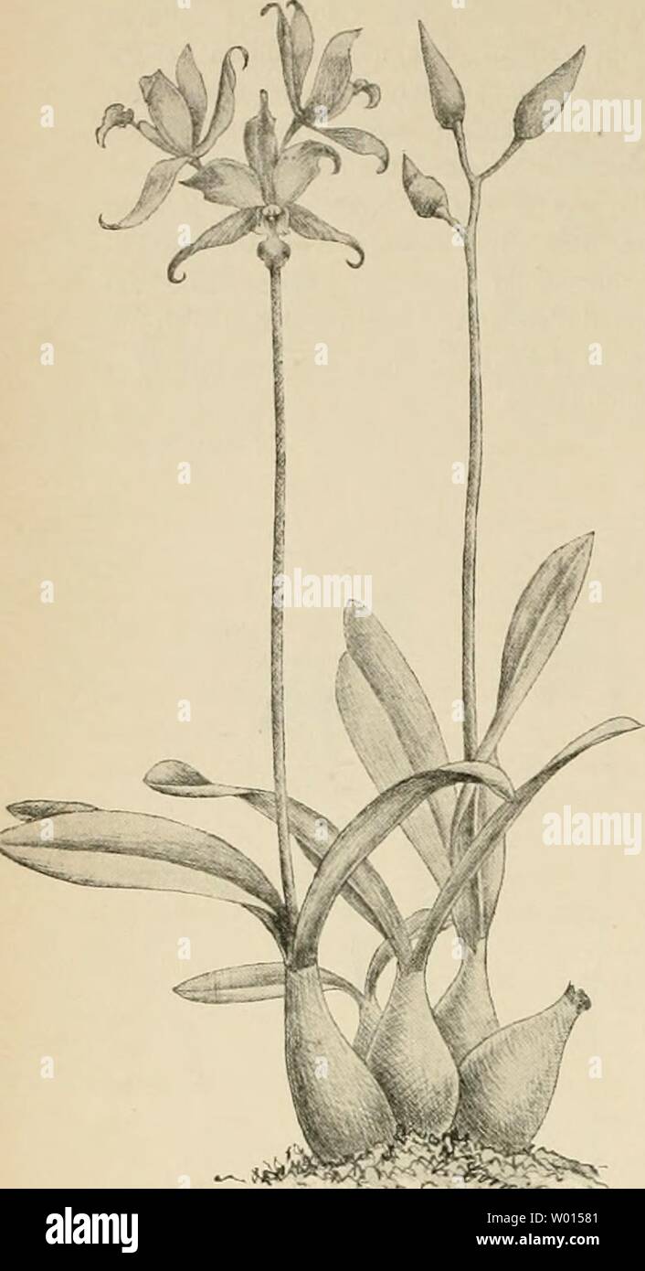 Imagen de archivo de la página 61 de morir Gartenwelt (1897). Die Gartenwelt diegartenwelt03berl Año: 1897 40 mueren Gartenwelt. III, 4 Die Pflanzen mentira- ben, der Sonne aus- gesetzt zu sein, sowie feuchte Luft und reich- liche Bewässerung während der Zeit Trieb-. Beim Einpflanzen erhöhe man die ganze Pflanze über den Topf- rand. O. Papilio fühlt sich in der Temperatur des ganado&GT;en-Hauses am wohlsten, O. kra- merianum kann kühler gestellt werden. Laelia otoño- nalis Lindl. (Hierzu zwei Aljbildungen.) - L. autumnalis ist eine niedrig chidee wachsende o- und in Mexiko heimisch. Die Pflanze wird conmigo Foto de stock