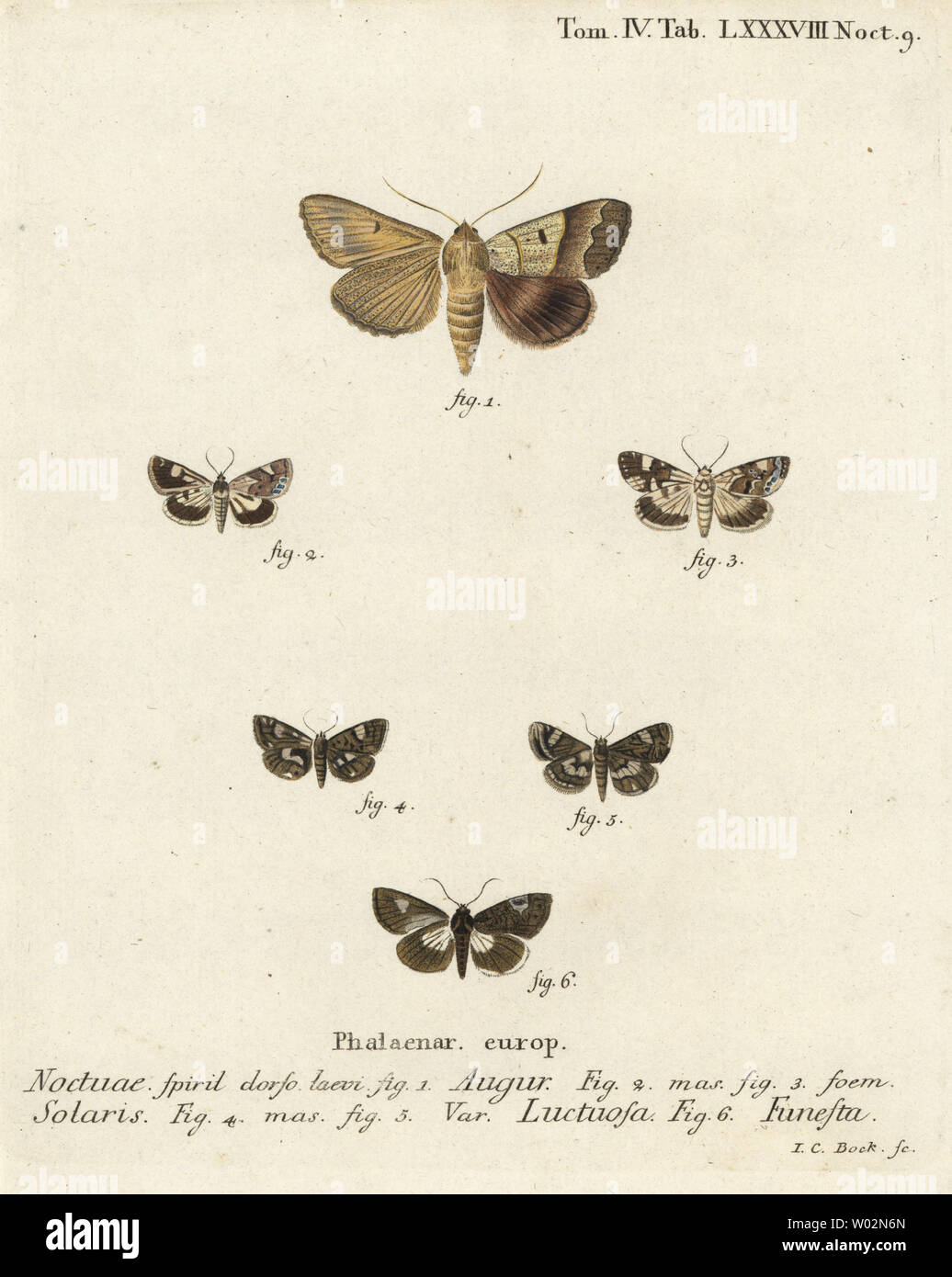 Doble dart o adivino, auguran Graphiphora 1, pálidos, hombros Acontia lucida 2,3, 4-spotted moth, Tyta luctuosa 4,5, y el druida moth, Aedia funesta 6. Copperplate Handcolored grabado por Johann Carl Bock después Eugenius Johann Christoph Esper Die Schmetterlinge en Abbildungen nach der Natur, Erlangen, 1786. Foto de stock