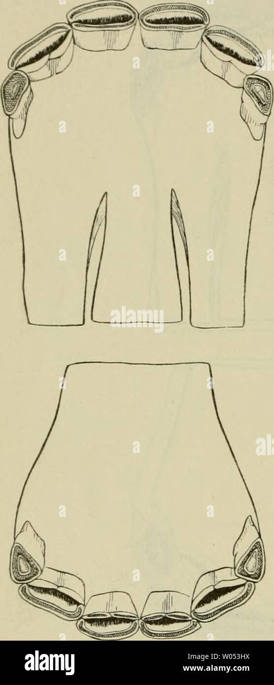Imagen de archivo de la página 299 de Die Beurteilung des Pferdes (1922). Die Beurteilung des Pferdes diebeurteilungde00duer Año: 1922 284 Das Alter des Pferdes und dessen Bestimiuuu-. ][ I t vollendeten y- 3, J 1 i'?" l)flei&GT; en die Milcliniittelzälme aus- zut'allen und der Rand der bleibenden Mittelzähne zu erscheinen. Nun treten oft auch schon die Ersatzzangen Teilen MIT ihres Hinterrandes en Reibung. Mit 4 Jahren kommen die zur teihveisen Ersatzmittelzähiie Al)- reibung soy un'orderrande. Die abgenutzt Eckzähne sind Stark. Mit 4 V2 Jahren pilegen die Hakenzähne aufzutreten und zwar die unt Foto de stock