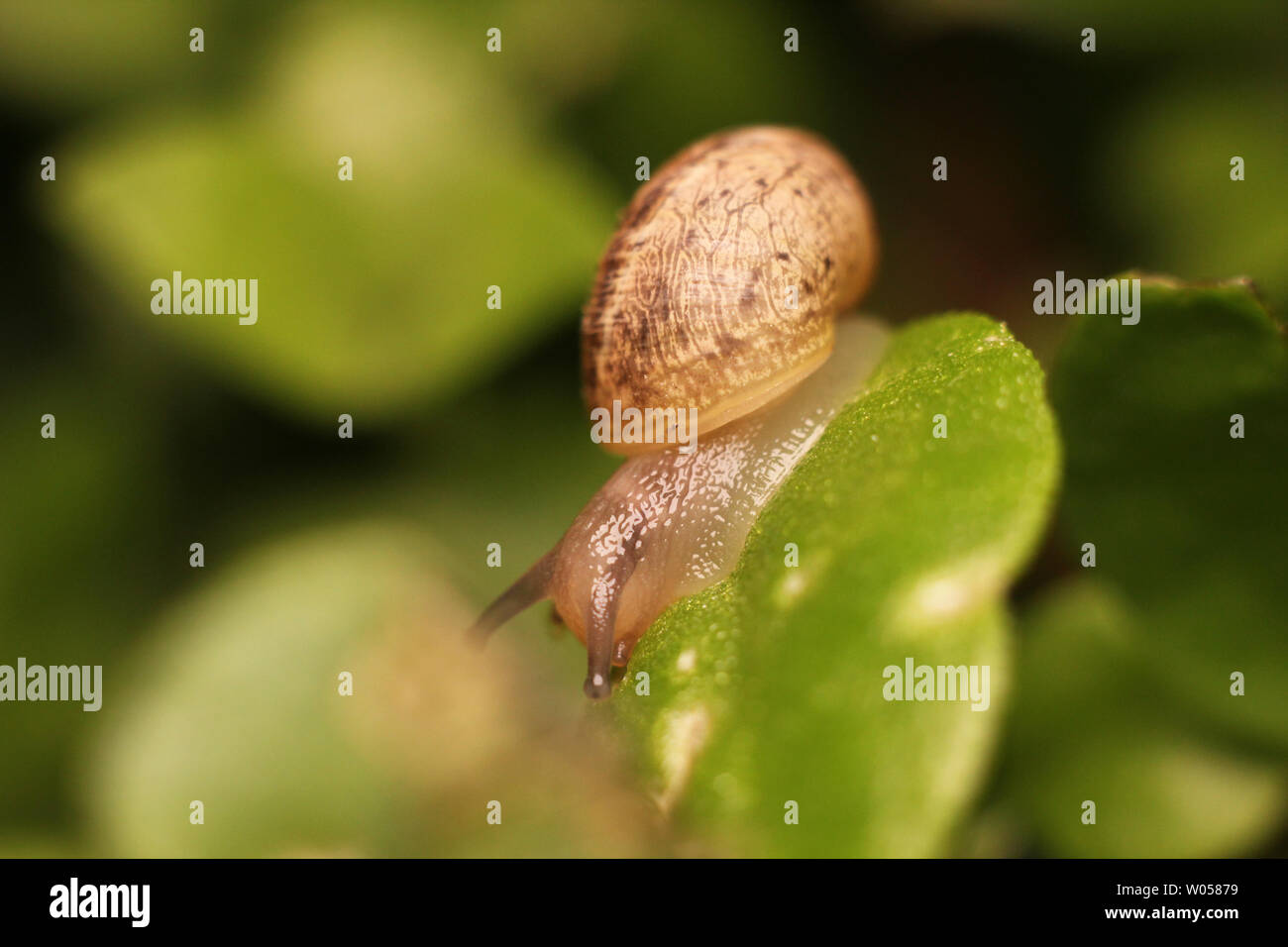 Caracol. Foto de stock