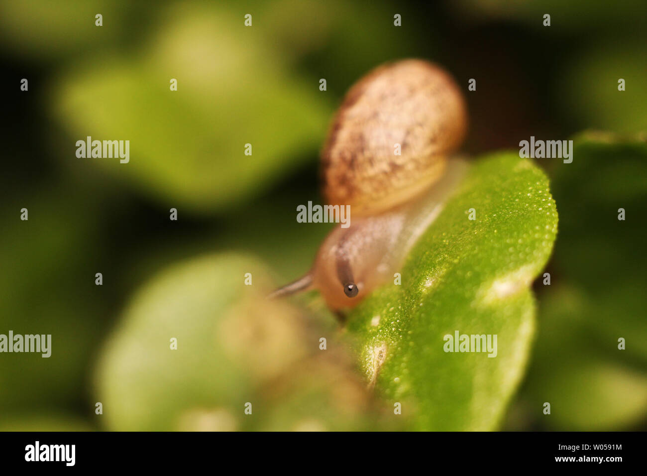 Caracol. Foto de stock