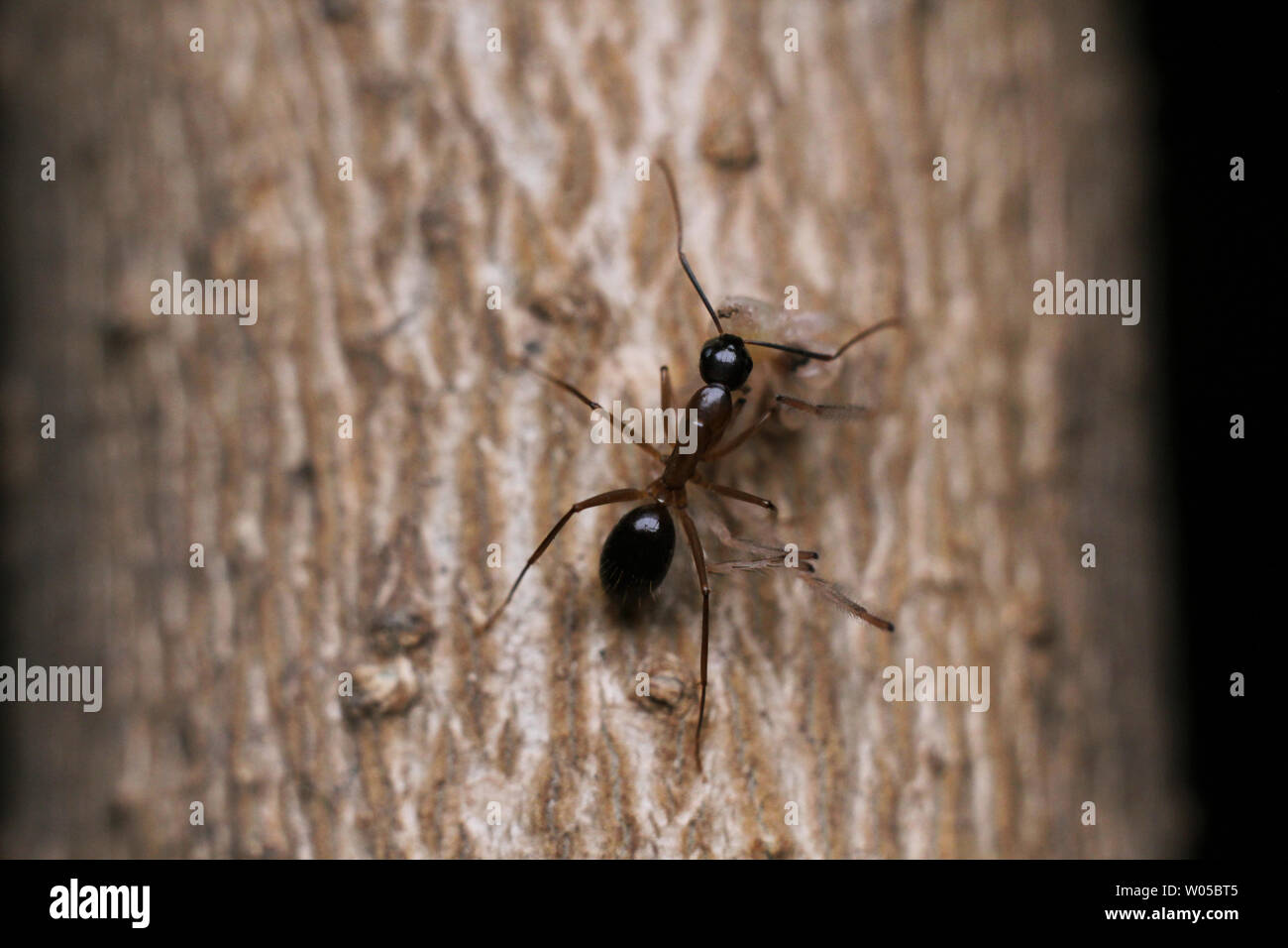 Hormiga de madera. Foto de stock