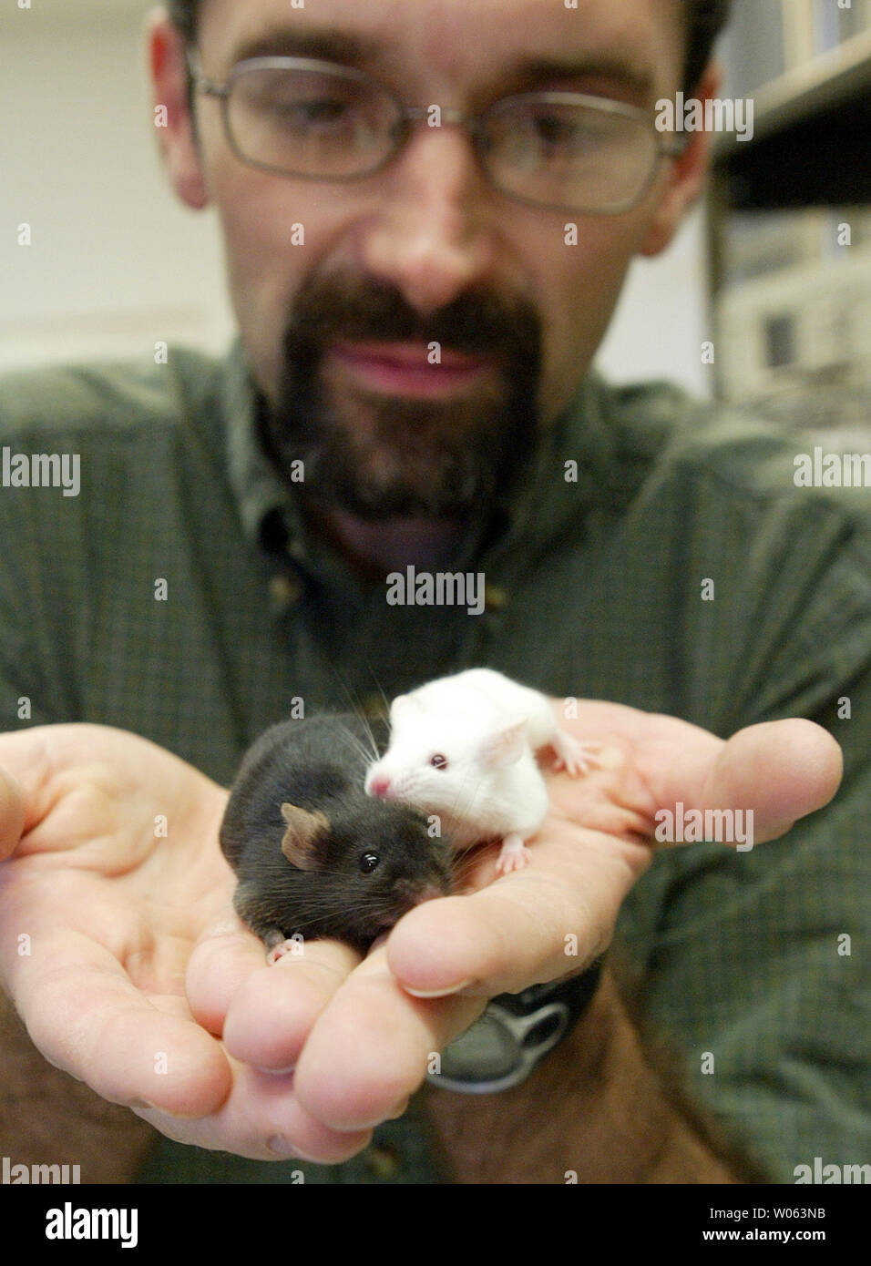 Timothy Santo asssistant, profesora de neurobiología y anatomía en la  Universidad de Washington tiene un macho de ratón de laboratorio (L) que  canta cuando descuelga el olor de un ratón hembra (R),