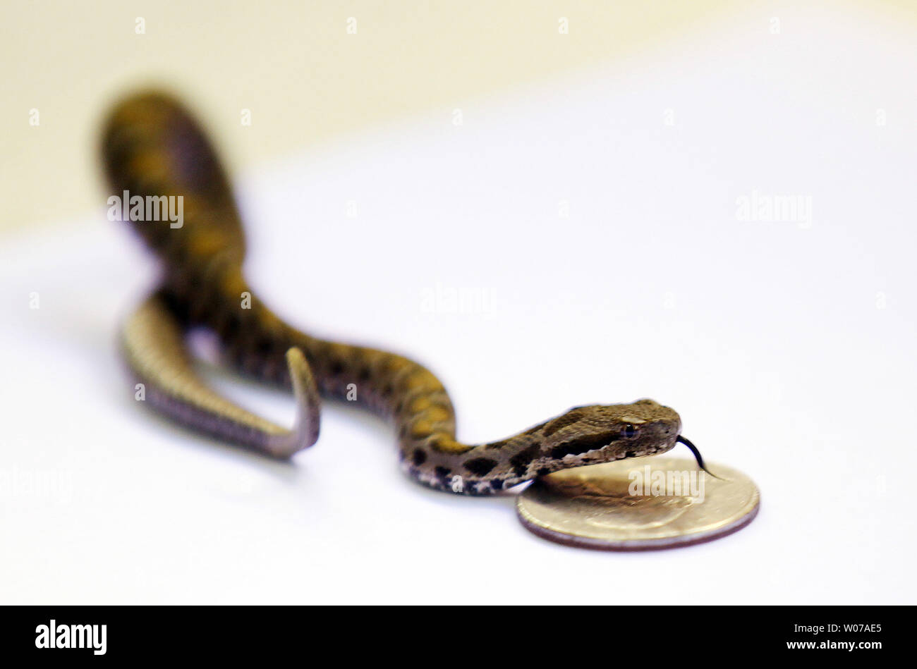Una de siete pulgadas altamente amenazadas bebé Ocellate Viper snake, repta a través de un trimestre, mientras que en la exhibición en el Zoológico de Saint Louis en St. Louis el 3 de septiembre de 2013. Nueve bebés nacieron en el Zoológico de Saint Louis el 16 de agosto, uno de los tres parques zoológicos estadounidenses para cuidar este Viper. Este habitante de la montaña ocupa seco, cálido slopesin noreste de Turquía. Esta serpiente venenosa se pensaba que se había extinguido durante casi 140 años, pero luego fue 'redescubierto' en Turquía oriental en 1983. Una vez que se corrió la voz, la noticia provocó severas la recolección excesiva por los coleccionistas de serpiente europeas y turcas. Esta es una grave amenaza para el futu Foto de stock
