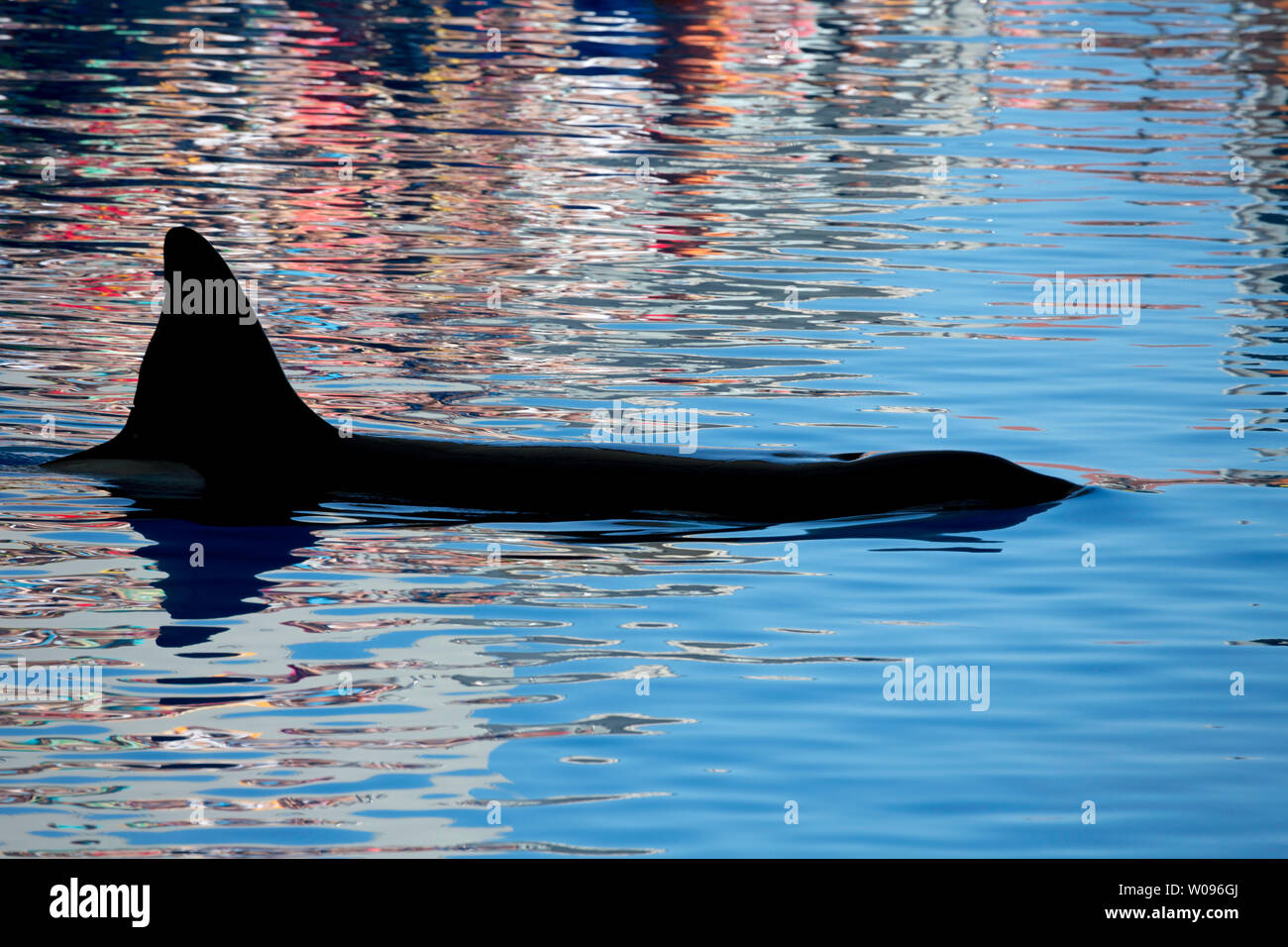 La vista de una ballena asesina, Orcinus orca, sobre una tranquila superficie con reflexiones, Islas Canarias, España. Foto de stock
