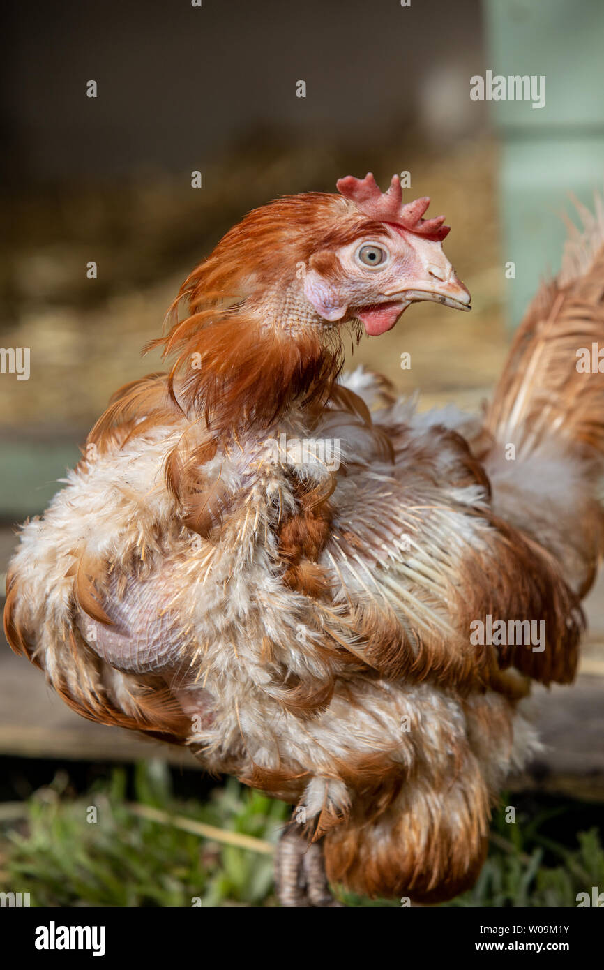 Rescate de gallinas deambular libremente en su nuevo rango libre patio de atrás. Lohmann Brown raza Foto de stock