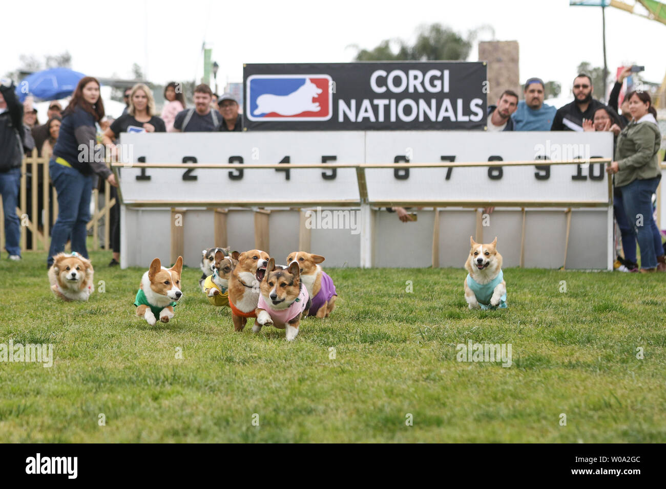 Corgi Nacionales 2019 en Santa Anita Park en Arcadia, California el 26 de mayo de 2019 Presentando: atmósfera Donde: Los Ángeles, California, Estados Unidos Cuándo: 26 de mayo de 2019 Crédito: Sheri Determan/WENN.com Foto de stock