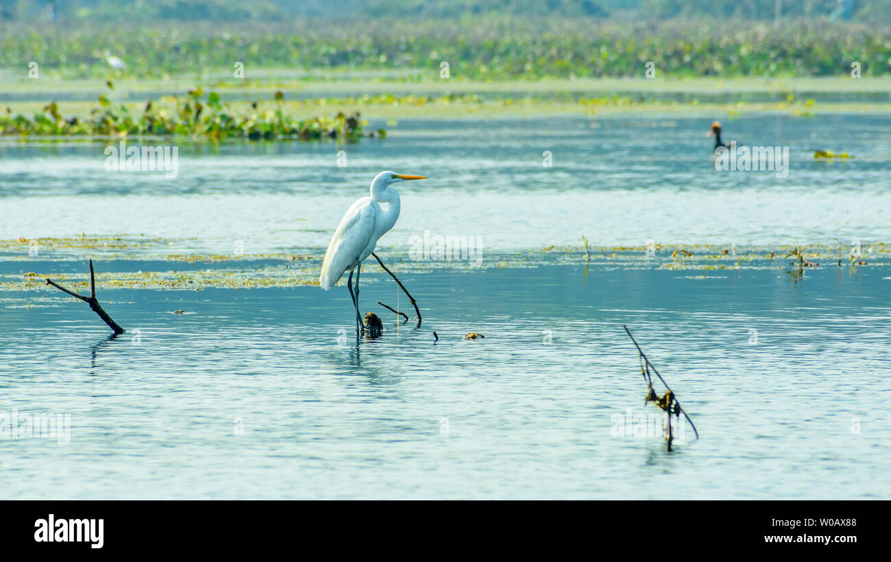 Primer plano de un Egret garza real (Ardea alba), una especie común de color blanco lechoso de aves de agua adornada con buff plumes, vistos en un entorno de humedales en lava Foto de stock