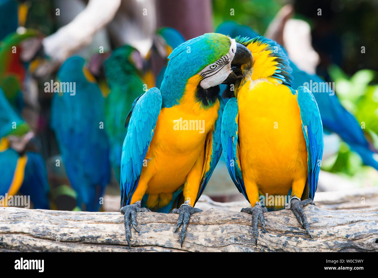 Un par de colores azul y amarillo guacamayos donde se posan en la rama de la madera en la selva. Lapa coloridos pájaros en el bosque. Foto de stock