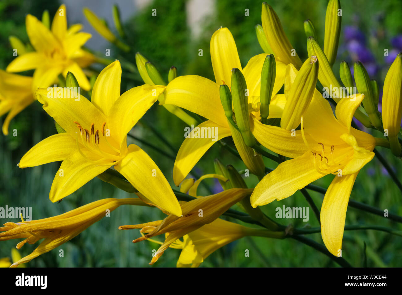 Azucenas amarillas flores en la cama Fotografía de stock - Alamy