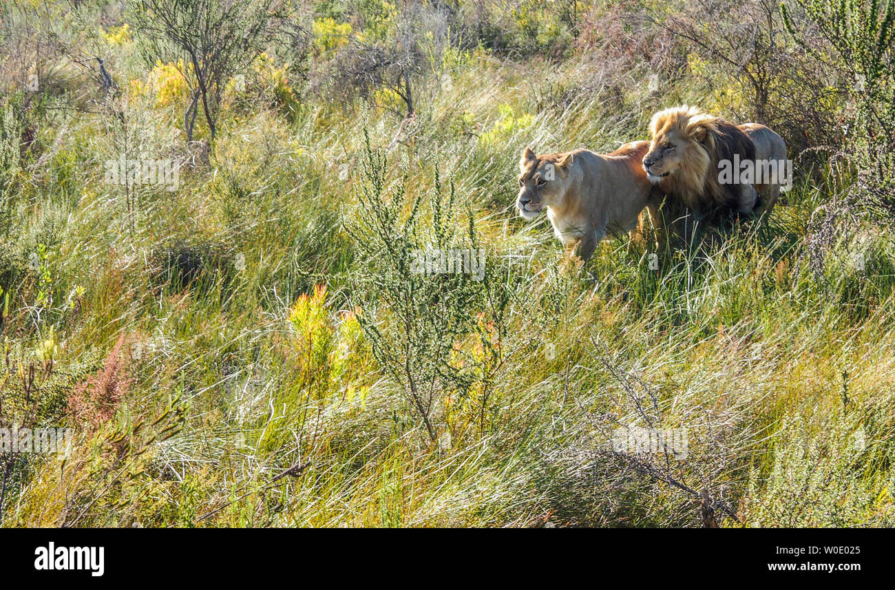 Sudáfrica, Garden Route, Plettenberg Bay, Reserva de caza, el león y el león (Panthera leo), se mueve en la sabana Foto de stock
