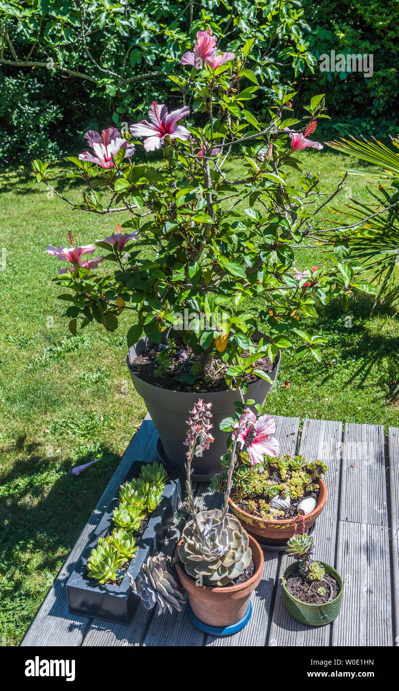Francia, bahía de Arcachon, hibiscus y plantas suculentas en un jardín privado Foto de stock