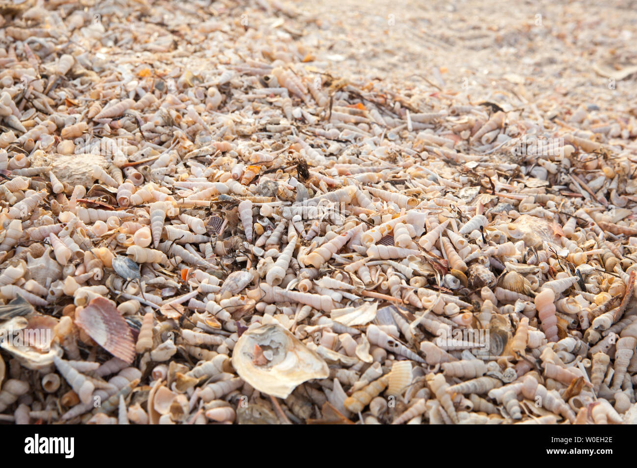 Una playa llena cubiertos de conchas Foto de stock