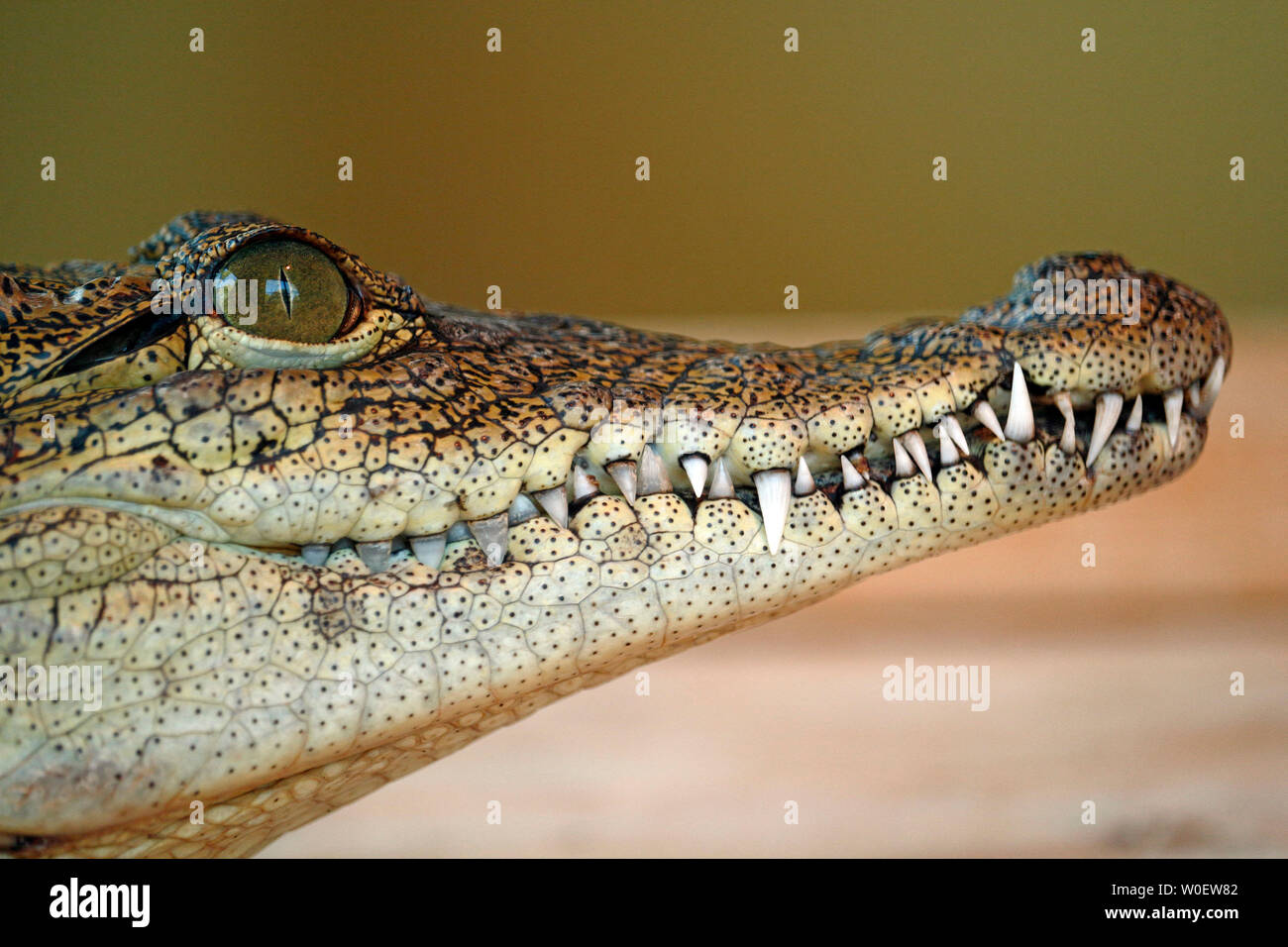 Close-up de las fauces de un cocodrilo del Nilo (Crocodylus niloticus). Foto de stock