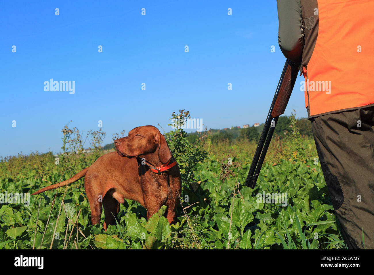 Francia, la caza. Cazador con su perro Foto de stock