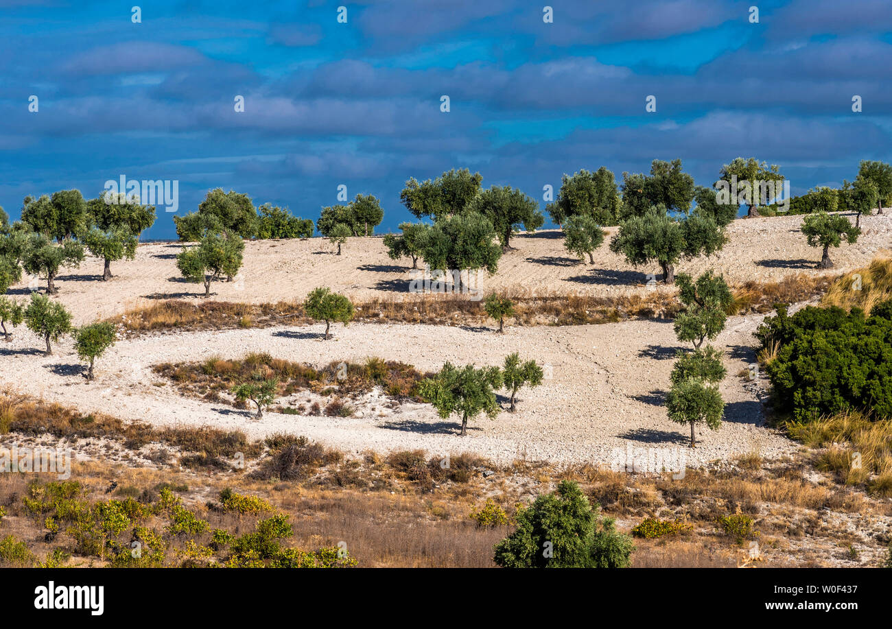 España, Comunidad de Madrid, provincia de Madrid, árboles de olivo en el lado del país auround Chinchon Foto de stock