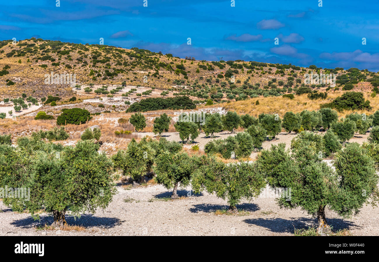 España, Comunidad de Madrid, provincia de Madrid, árboles de olivo en el lado del país auround Chinchon Foto de stock