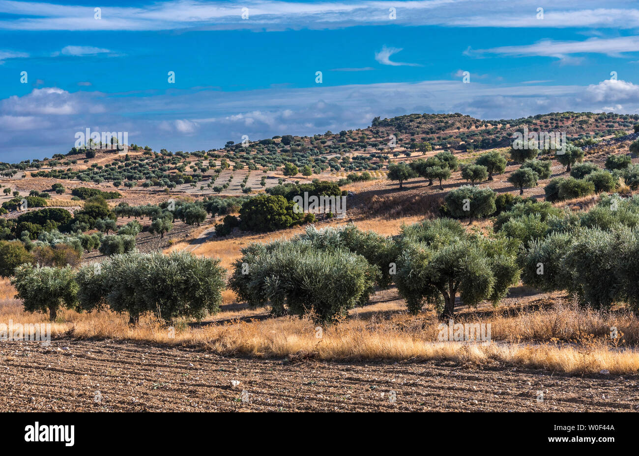 España, Comunidad de Madrid, provincia de Madrid, olivos en los alrededores de Chinchon Foto de stock