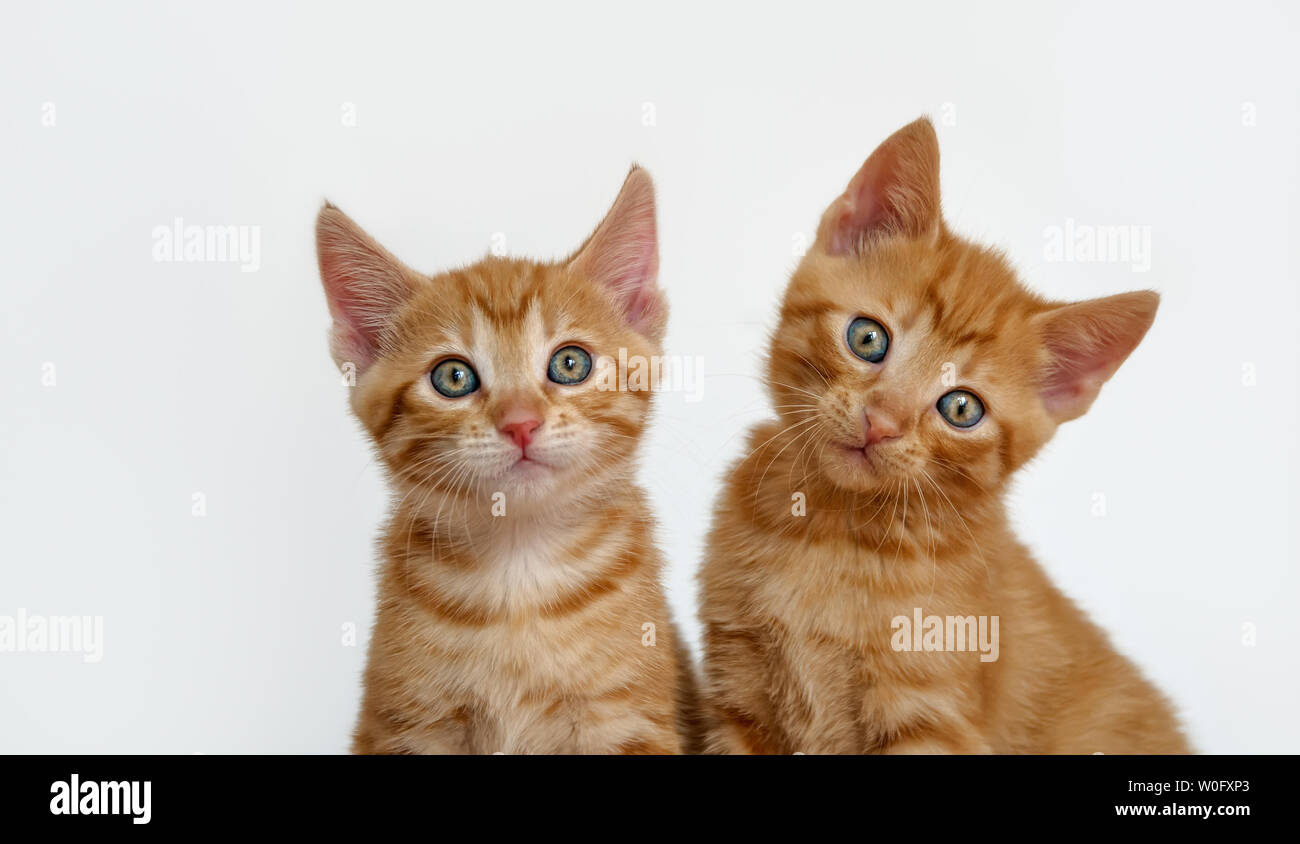 Dos cute little baby gatos, caballa rojo atigrado, European Shorthair, los gatitos con maravillosos ojos de color son los mejores amigos y Sentados muy juntos Foto de stock