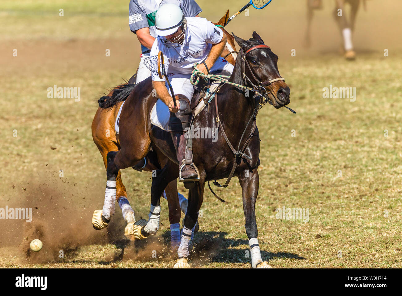 Polocrosse deporte ecuestre caballos pony rider jugadores closeup rápido juego de acción. Foto de stock