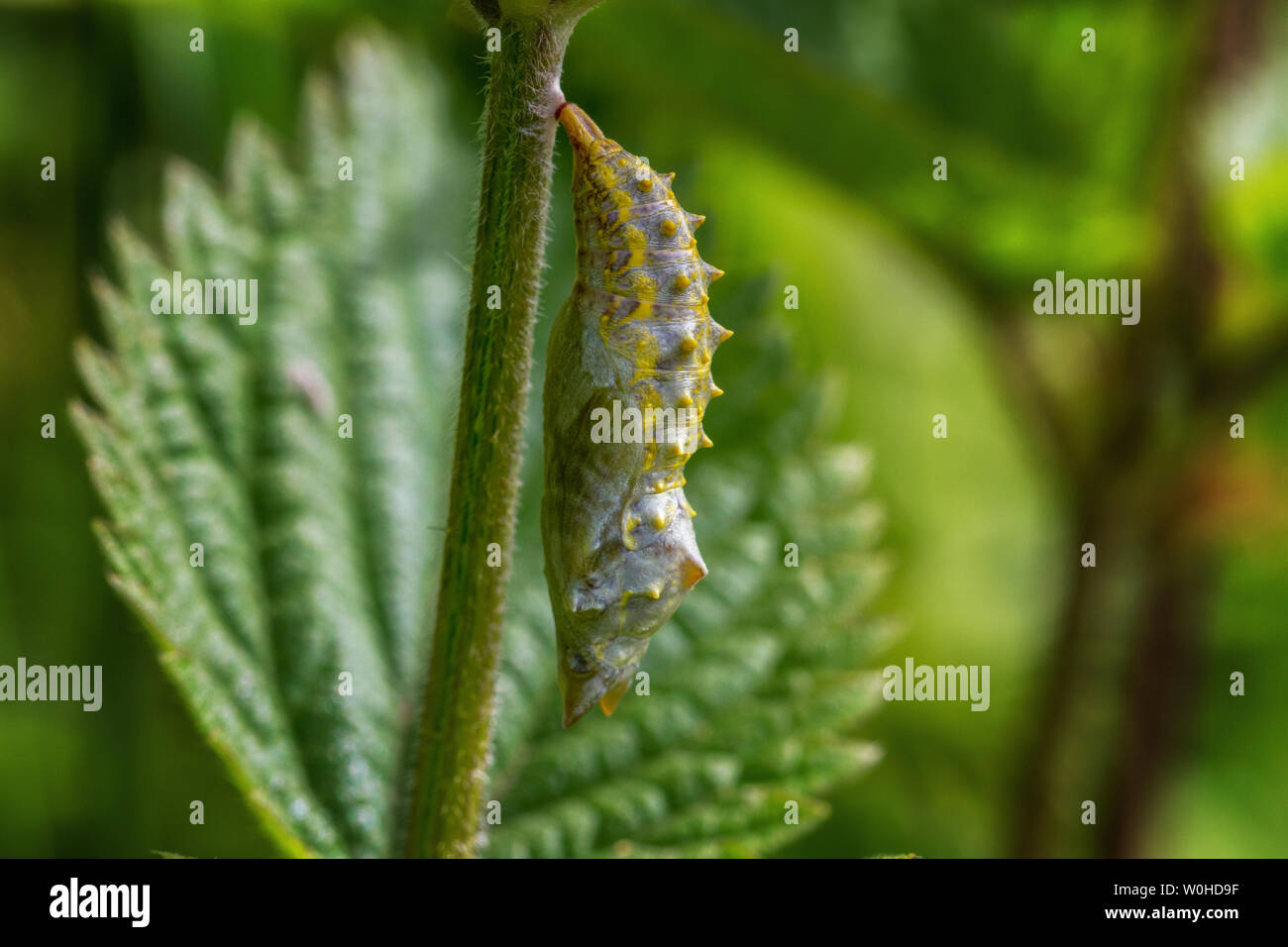 Fauna: Reino Unido pupa de mariposa pavo real en etapas muy tempranas Foto de stock