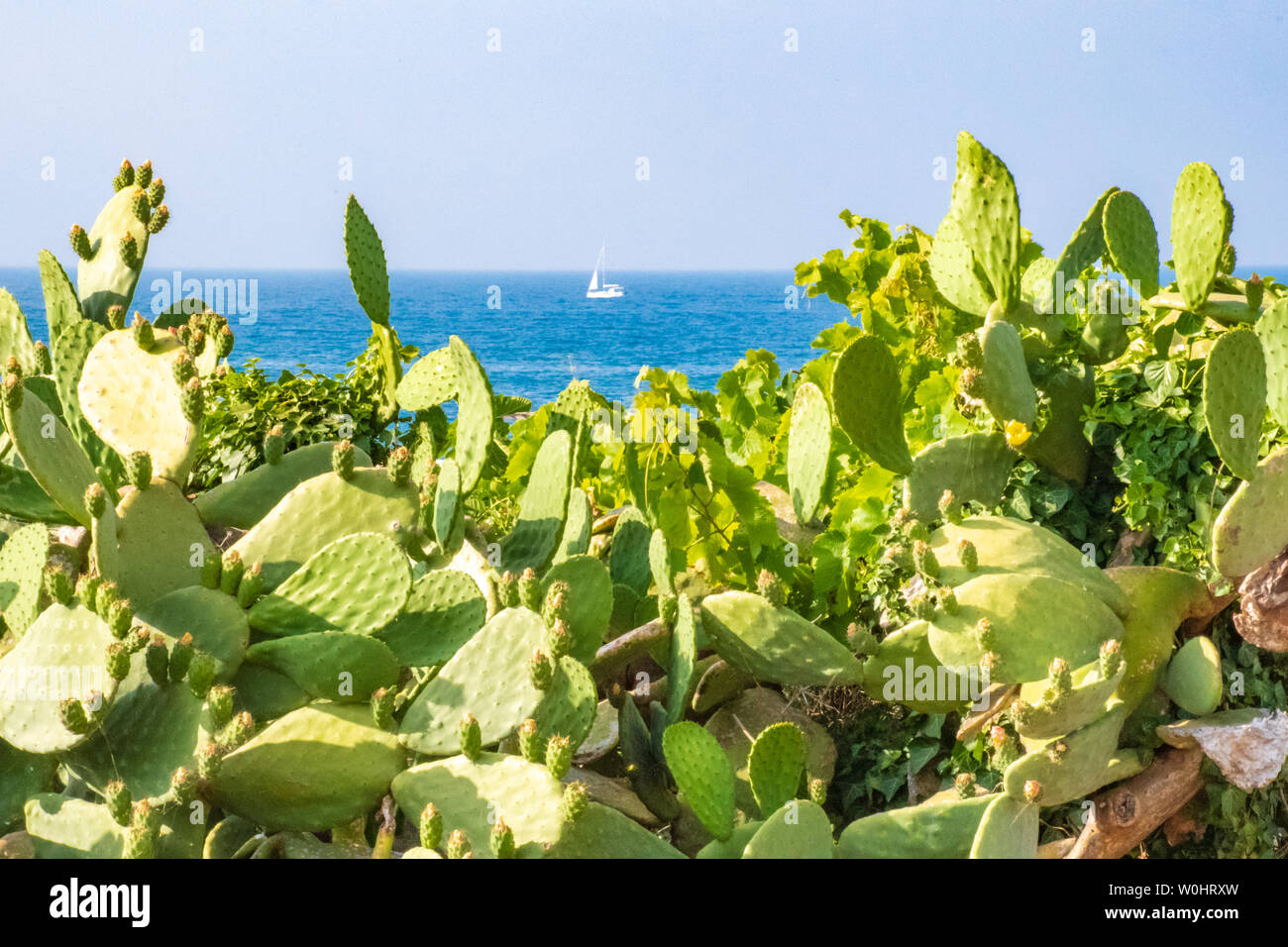 Torre de cactus fotografías e imágenes de alta resolución - Alamy