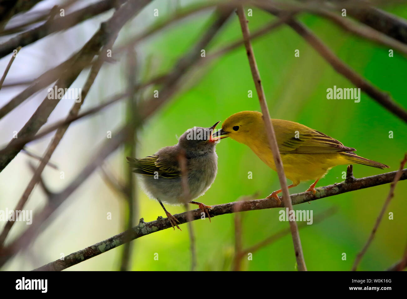 Un adulto amarillo curruca pájaro alimentando a su bebé de Reinitas  amarillas. Las Reinitas amarillas (Setophaga Dendroica petechia petechia,  antiguamente) un nuevo mundo curruca Fotografía de stock - Alamy