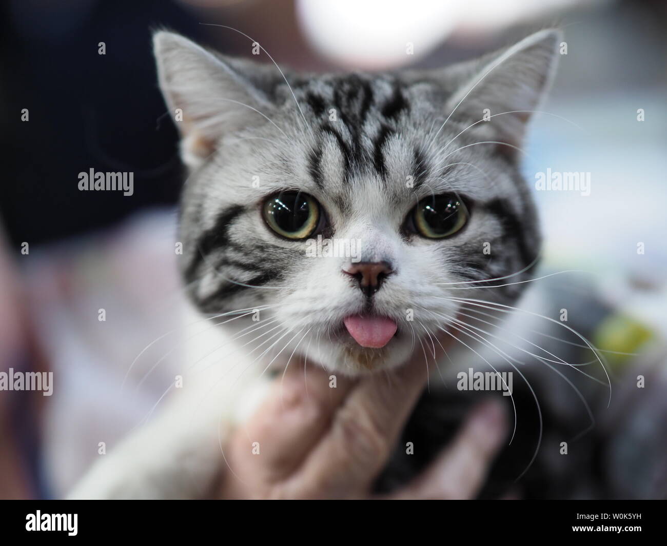 Mayo 2019 - Hermosa Negro, Blanco y Gris American Shorthair Cat mirando directamente a usted Foto de stock