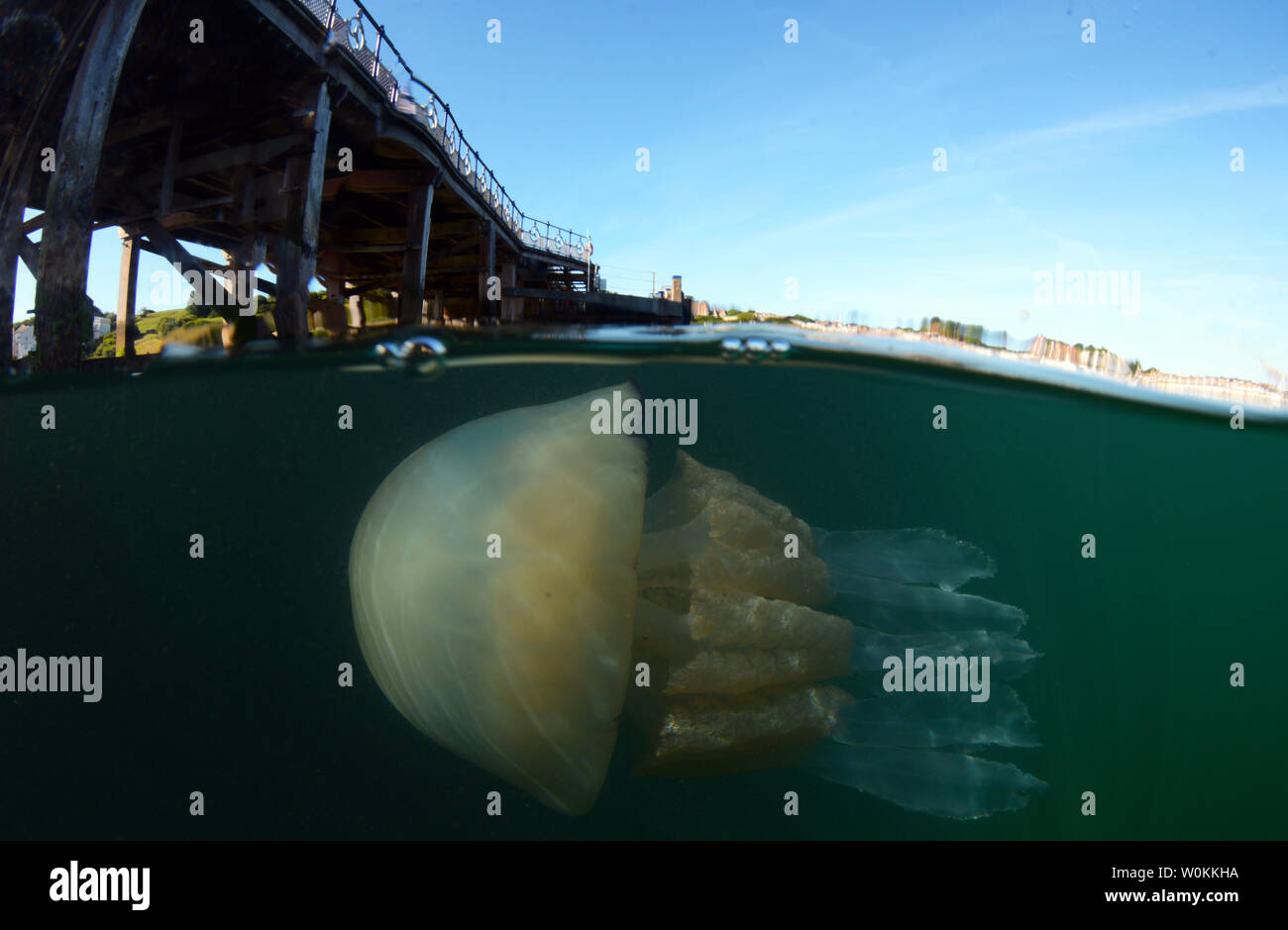 Nivel dividido foto submarina de un barril medusas en Swanage Pier, Dorset en 2019 Foto de stock