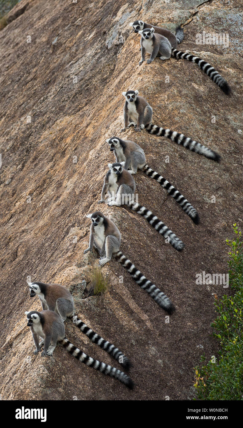 Anillo-tail lémures en Anja Reserva Comunitaria Foto de stock