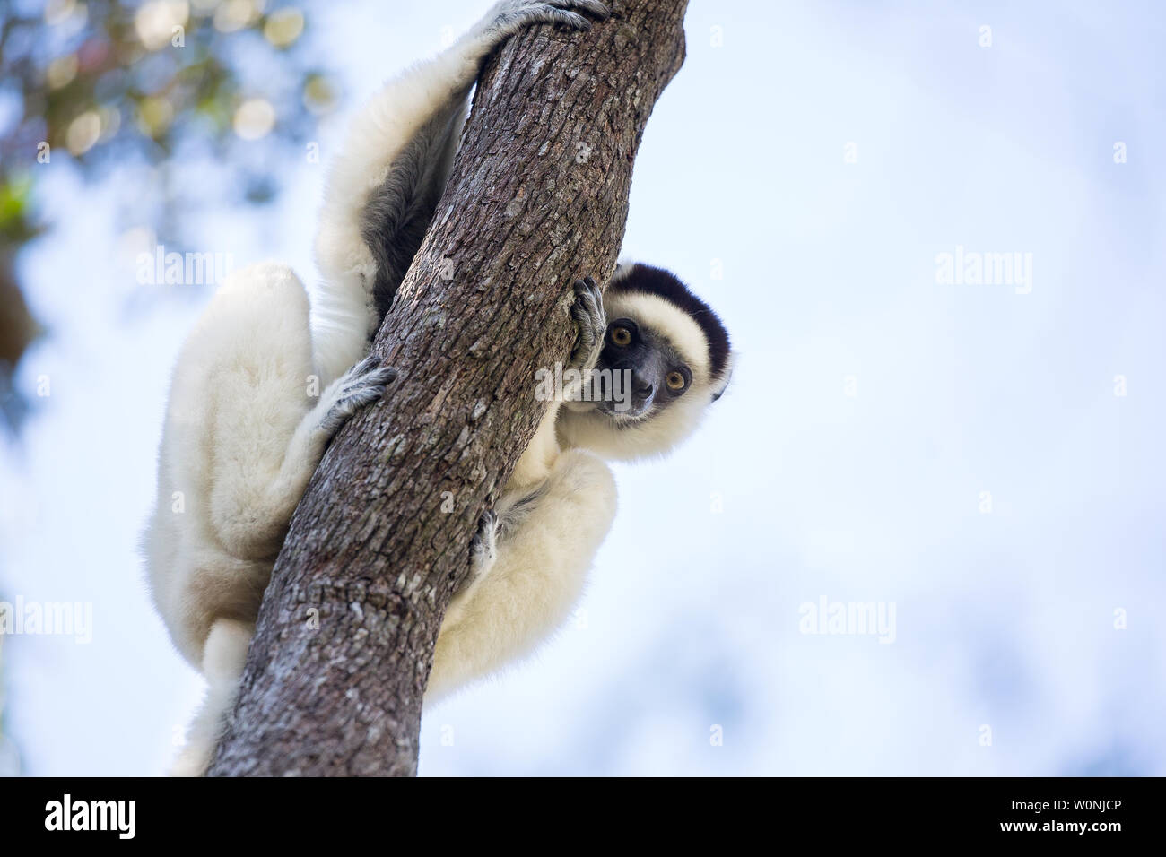 Parque nacional zombitse vohibasia fotografías e imágenes de alta