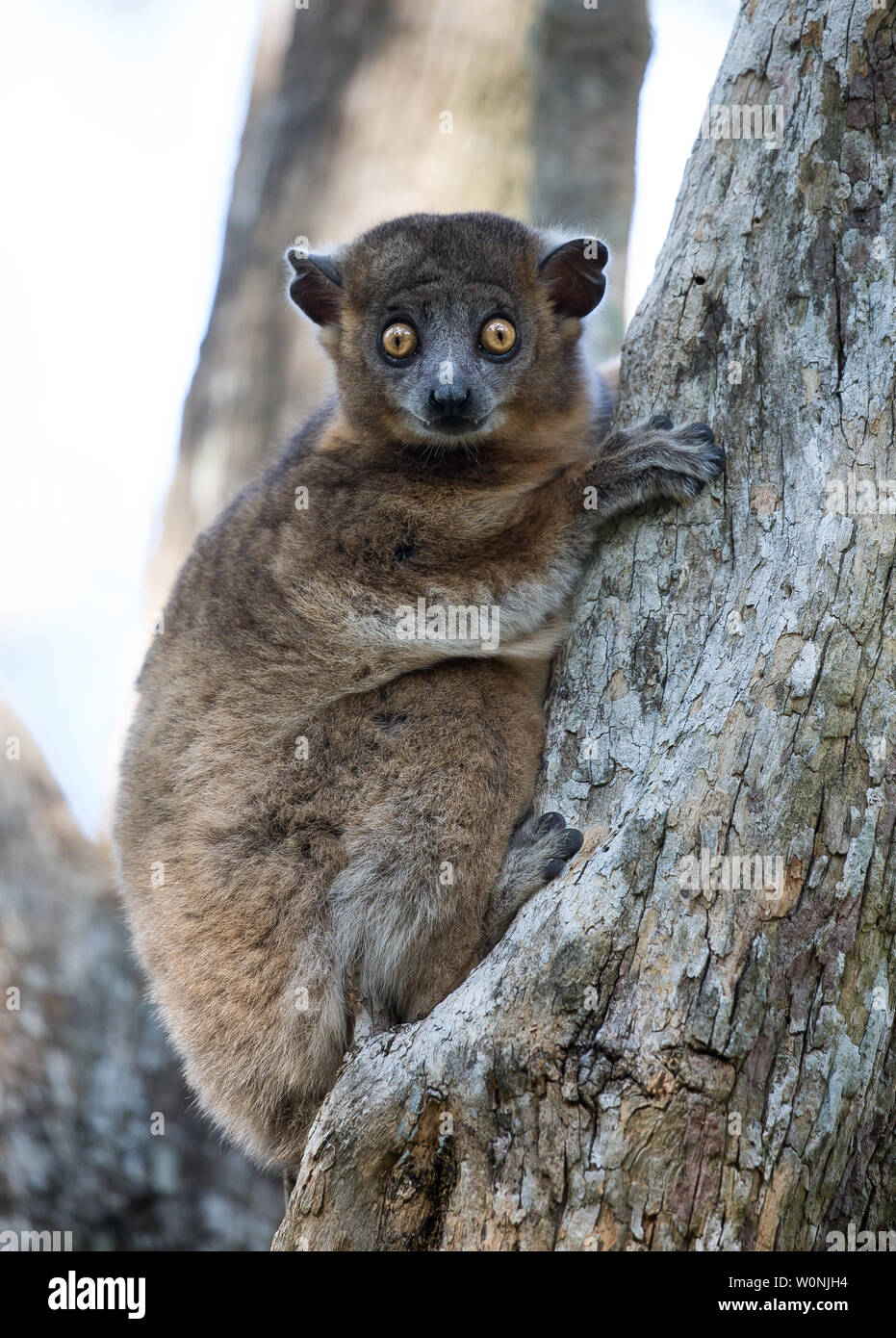 Parque nacional zombitse vohibasia fotografías e imágenes de alta